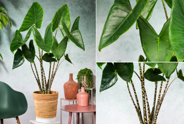 Alocasia zebrina met korting