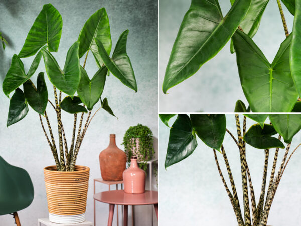 Alocasia zebrina met korting