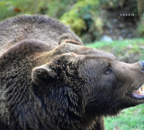 Dierenpark Forestia bij Spa