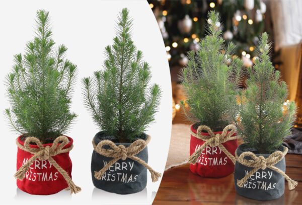 Kleine kerstboompjes in de aanbieding