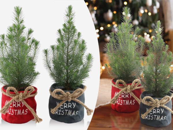 Kleine kerstboompjes in de aanbieding