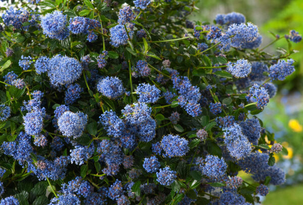 Ceanothus plant in de sale