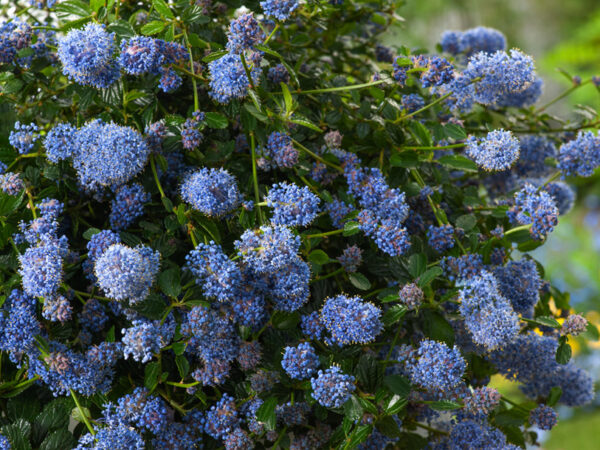 Ceanothus plant in de sale