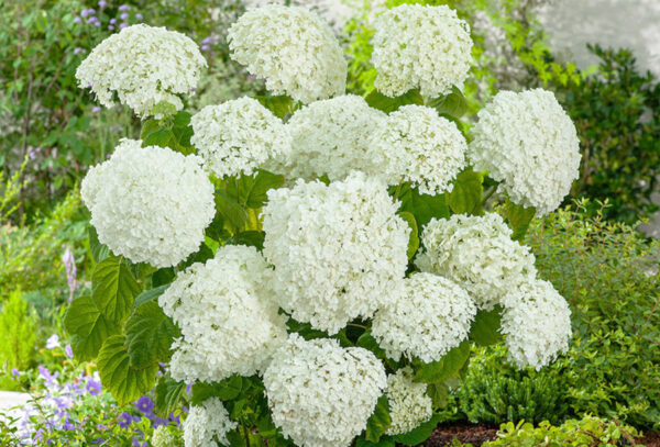 Hydrangea in de sale