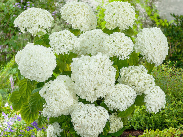 Hydrangea in de sale