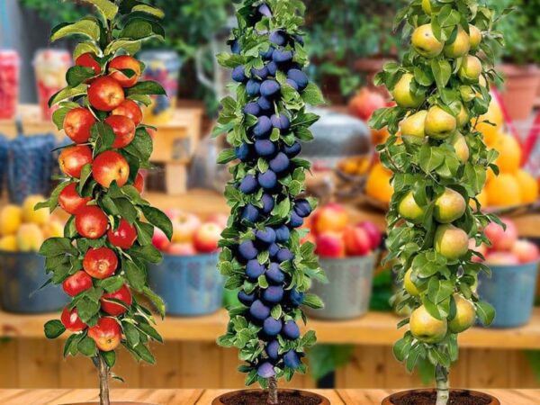 Set Van 3 XXL Fruitbomen - Keuze Uit Verschillende Soorten Fruitbomen! ...