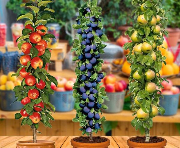 Set Van 3 XXL Fruitbomen - Keuze Uit Verschillende Soorten Fruitbomen! ...