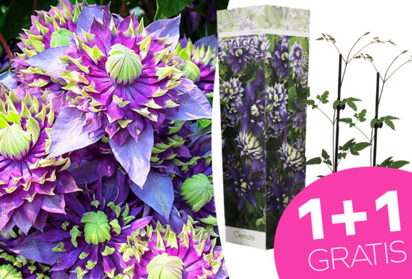 Buitenplant Clematis taiga met korting