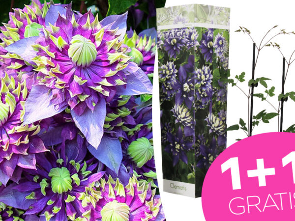 Buitenplant Clematis taiga met korting