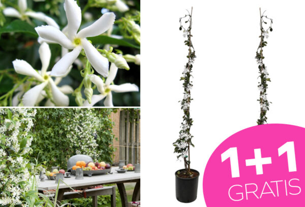 Jasmijnplanten nu met korting