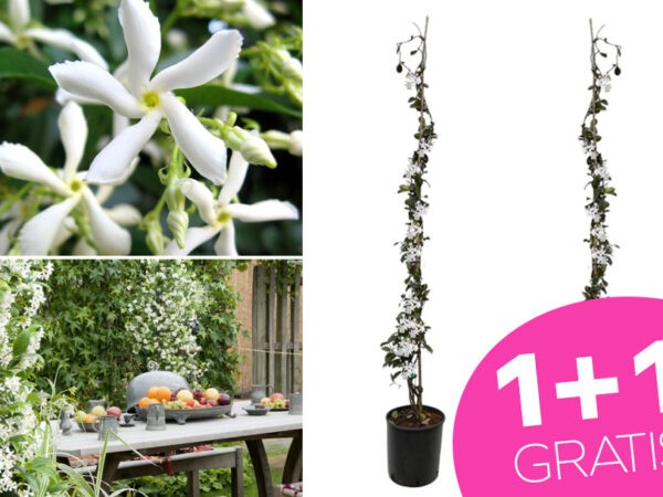Jasmijnplanten nu met korting