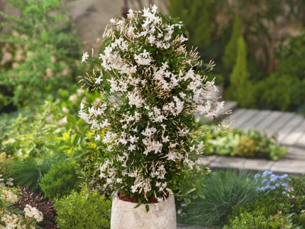 ''Jasminum polyanthum'' klimplant