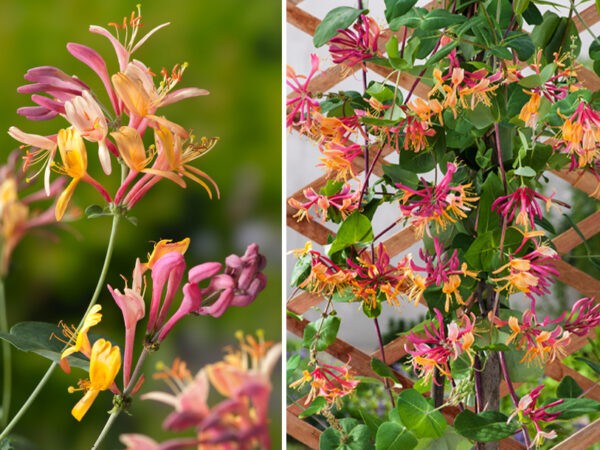 ''Kemperfoelie'' groenblijvende klimplanten