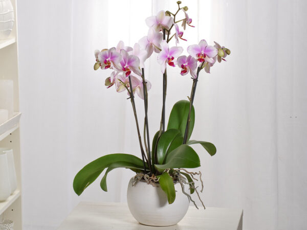 Phaleanopsis orchidee in de aanbieding