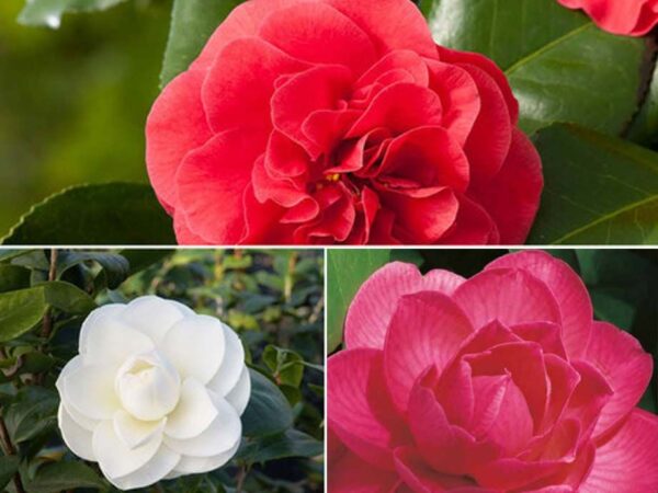 Set Van 3 Of 6 Camellia Japanse Roos - Groenblijvende Struiken Met Prachtig ...