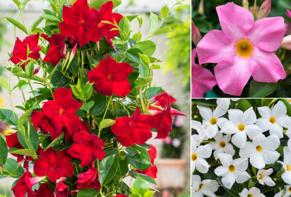 Mandevilla piramide