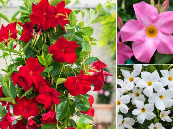 Mandevilla piramide