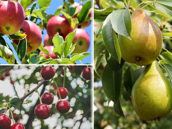 Set van 3 of 5 fruitbomen