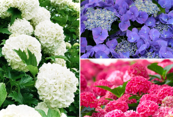 Hortensia's in de aanbieding