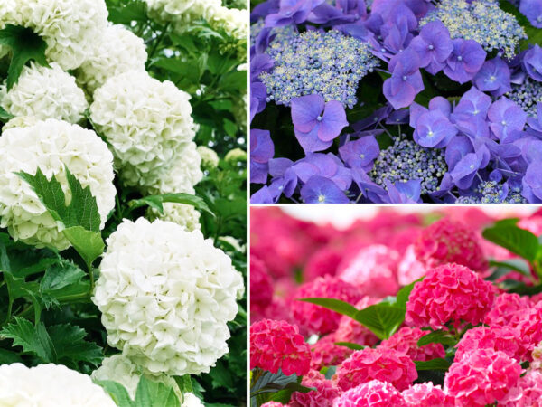 Hortensia's in de aanbieding