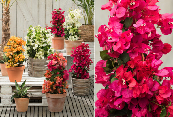 Bougainvillea tuinplant