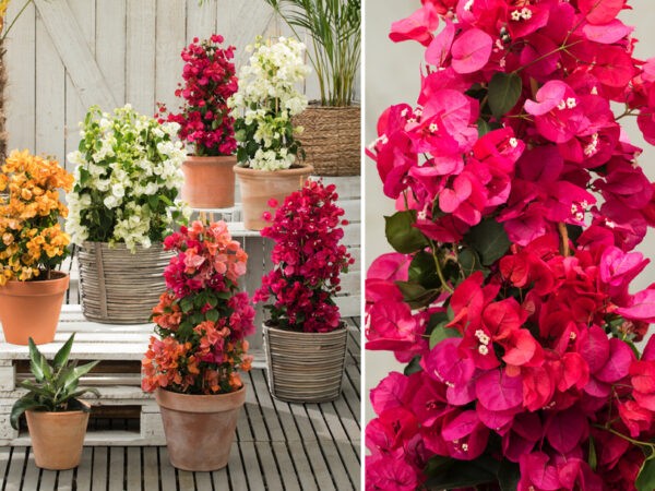 Bougainvillea tuinplant