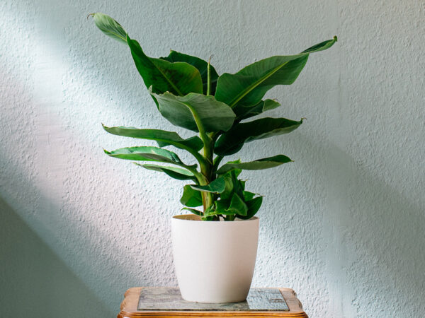 Tropische bananenplanten met extra veel korting!