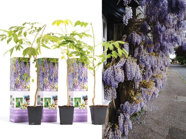 Blauwe Regenplanten - 3 Halen = 1 Betalen! ...