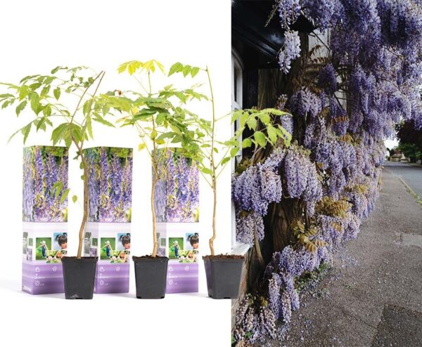 Blauwe Regenplanten - 3 Halen = 1 Betalen! ...