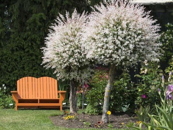 Flamingo Bomen - Vandaag 1+1 GRATIS! ...