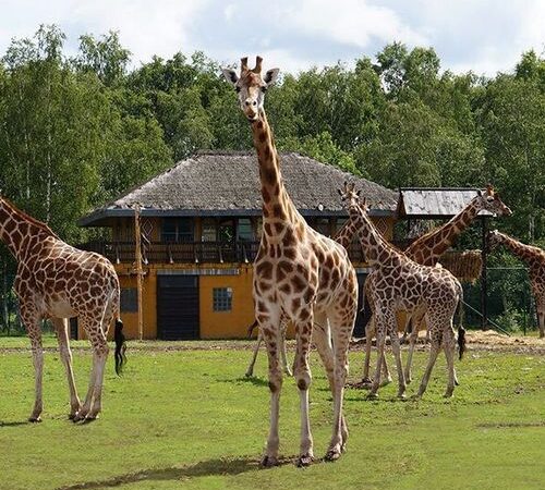 Safaripark Monde Sauvage tickets (2 p.)