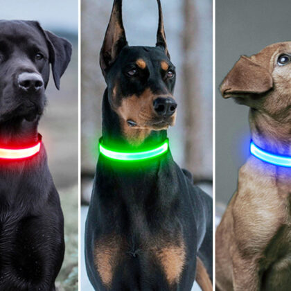 Led-hondenhalsband nu spotgoedkoop