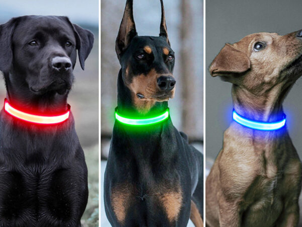Led-hondenhalsband nu spotgoedkoop