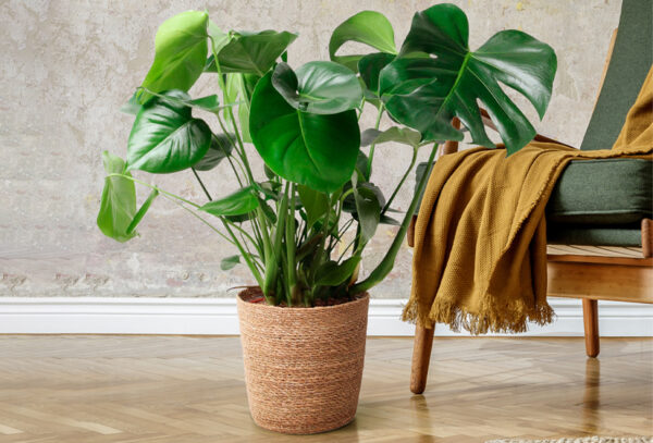 Monstera kamerplant