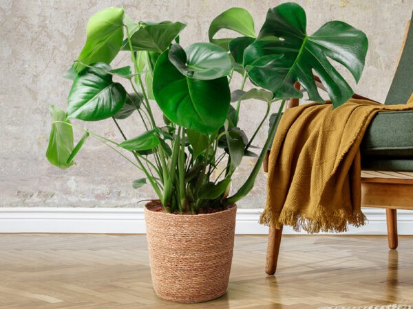 Monstera kamerplant