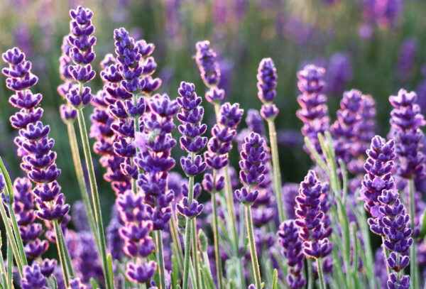 Set van 4 of 12 lavendel planten