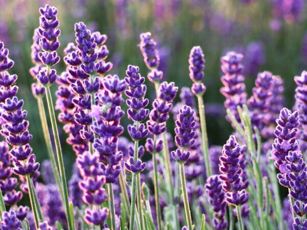 Set van 4 of 12 lavendel planten