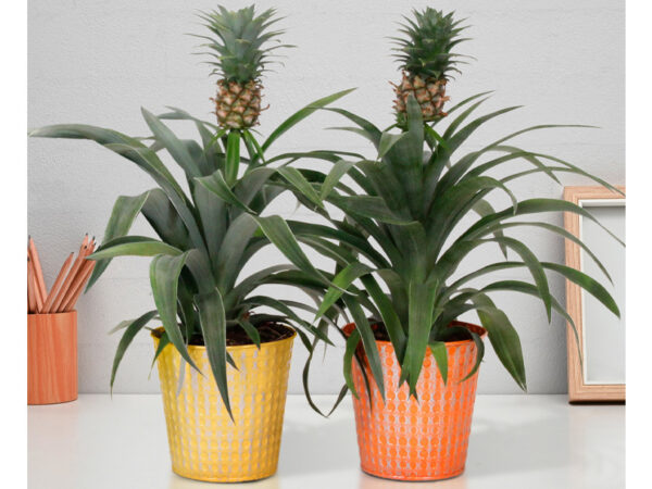Set van 2 ananasplanten