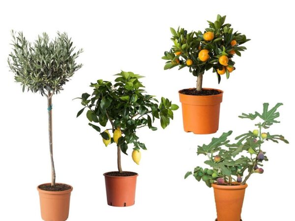 Set Van 4 Of 8 Mediterrane Planten - Geef Je Tuin Een Mediterraanse Sfeer! ...