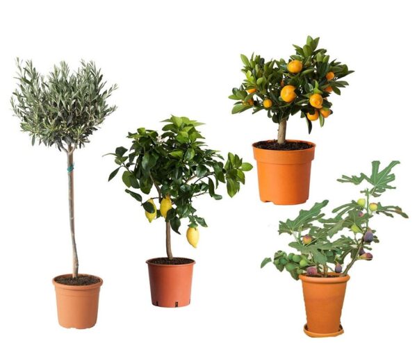 Set Van 4 Of 8 Mediterrane Planten - Geef Je Tuin Een Mediterraanse Sfeer! ...