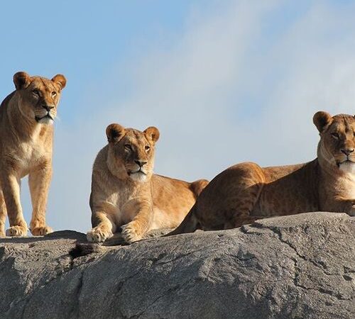 WILDLANDS in Emmen tickets (2 p.)