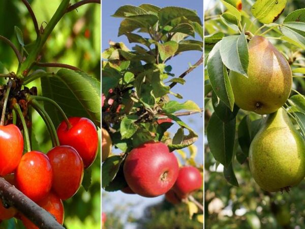 Set Van 3 XXL Fruitbomen - Kweek Je Eigen Fruit Met Deze Mooie Bomen! ...