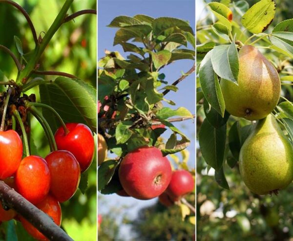 Set Van 3 XXL Fruitbomen - Kweek Je Eigen Fruit Met Deze Mooie Bomen! ...