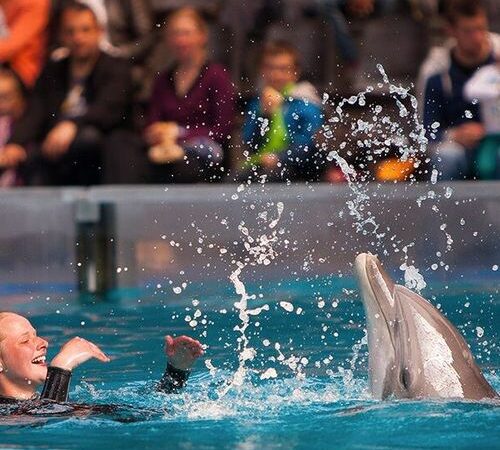 Boudewijn Seapark tickets (2 p.)