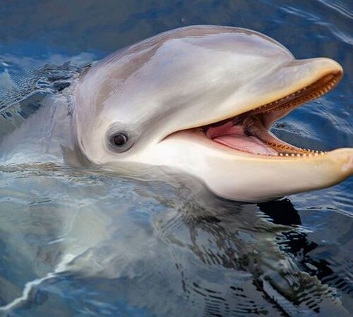Dolfinarium Harderwijk tickets