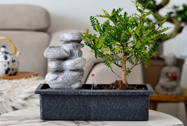 Bonsai boom