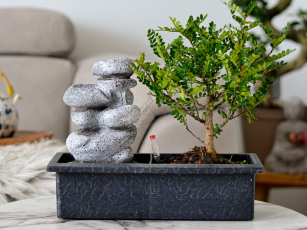 Bonsai boom