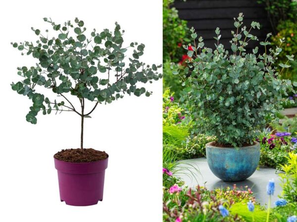 Eucalyptus Gunnii 'Azura' Op Stam - Unieke Plant Die Weinig Onderhoudt ...