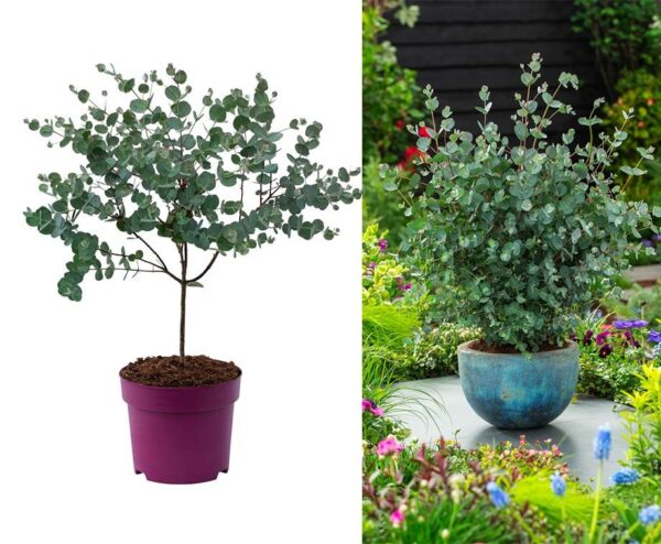 Eucalyptus Gunnii 'Azura' Op Stam - Unieke Plant Die Weinig Onderhoudt ...