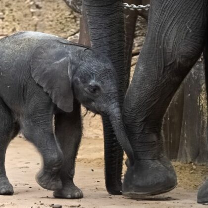 Safaripark Beekse Bergen tickets